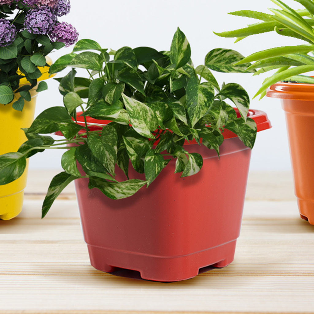 Vaso Quadrado Fundo 300ml/800ml